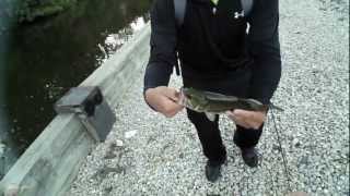 Bass Fishing with my Subscribers at the Manayunk Canal in Philadelphia