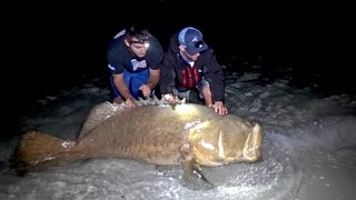 Fishing for Giant Goliath Grouper from the Beach - 4K