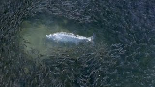 Epic Drone Footage of the Florida Mullet Run - 4K