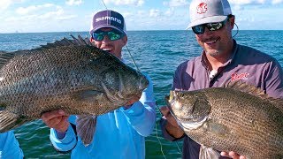 Fishing for Monster Tripletail Fish - ft. Scott Martin - 4K