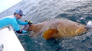 Giant Grouper Handline Fishing Challenge - 4K