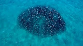 Hundreds of Sharks Feeding on Thousands of Giant Bluefish - 4K