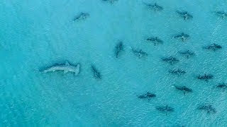 Giant Hammerhead Sharks Hunting Blacktip Sharks - 4K