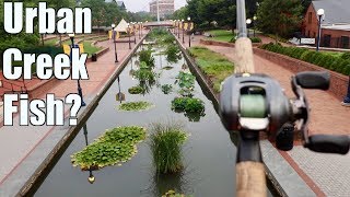 Fishing an URBAN Creek and Catching MYSTERIOUS Fish???