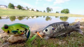 Fishing ULTRA-Lifelike Lures for TRICKY Summer Bass!!!