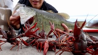 Catching GINORMOUS Bass on RED Crawfish!!! Loser gets a "Cajun Craw Earring" (FISHING CHALLENGE)