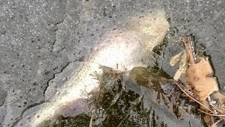 Rescuing a Big Bass from a FROZEN Tomb!!!