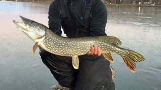 GIANT PIKE THROUGH THE ICE!!! Ice Fishing with a Zen Master