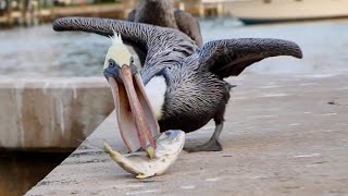 Feeding a Pelican... IS FREAKING AWESOME!!!!