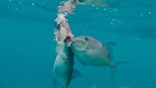 PIRANHA'S of the Ocean??? Fishing in Florida using STEAK as Bait! (Ft. BlacktipH)