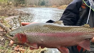 Catching MASSIVE Trout from a DANGEROUS River!!!