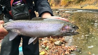 FIRST STEELHEAD EVER!!! Fishing HUGE Trout from a SMALL Creek