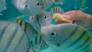 Hand-Feeding French Fries to Tropical Fish! Day in the Life on Paradise Island (Bahamas)
