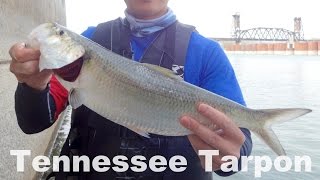 Fishing for Skipjack Herring and White Bass at the Chickamauga Dam in Tennessee