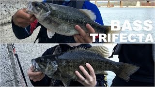 Smallmouth, Largemouth, and Spotted Bass - Fishing Hat Trick on Shiners