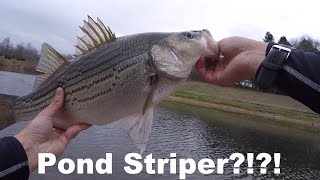 Striped Bass Caught from a Pond WTF?!
