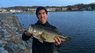20 LB Limit of Bass Caught from the BANK on the Northeast River in MD