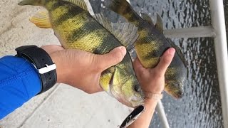 Fishing for JUMBO Yellow Perch in Maryland