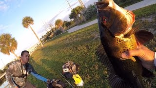 Peacock Bass and Gar on Poppers/Shiners - Florida Canal Fishing