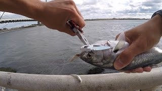 Bluefish Fishing at the Indian River Inlet - Rehoboth Beach, DE