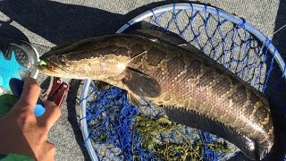 Huge Snakehead Caught while Tournament Fishing on the Potomac River
