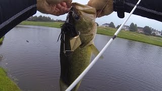 Crushing HAWGS on Buzzbaits at a Golf Course Pond