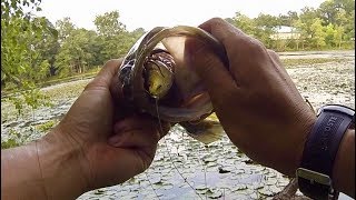 How to Fish a Frog for Bass by 1Rod1ReelFishing
