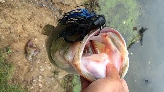 Slaying Summer Bass on Jigs from the Bank!
