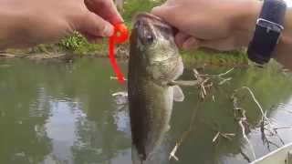 Late Spring Bass Fishing at Loch Raven Reservoir