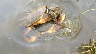 Cockblocked a Snapping Turtle while Fishing