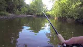 Wading for Smallmouth Bass in Alum Creek, OH 8/10/14