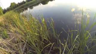 Pond Bassin with a Surprise Walleye and Catfish