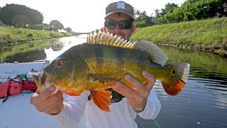 Fishing for Clown Knife Fish and Peacock Bass