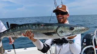 Epic Barracuda Fishing Action! - ft. Hushin