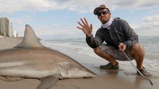 Fishing for Blacktip Sharks with Sunsect - 4K