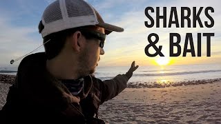 Surf Fishing for Sharks and Bait