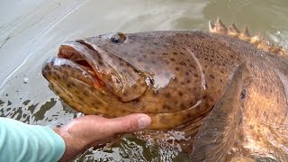 Combat Fishing for Baby Goliath Groupers  - ft. LakeForkGuy