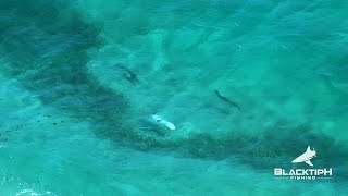 Awesome Florida Mullet Migration Highlights