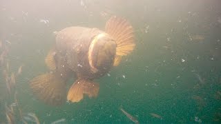 Ultimate Goliath Grouper Compilation || Best of BlacktipH