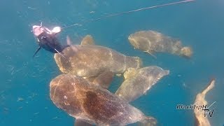 Hungry Goliath Groupers Attacking our Baits