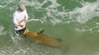 Giant Fish caught from Saltwater Jetty