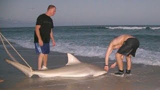 Bull Shark caught from Florida Beach