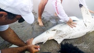 Florida Shark Research [through Google Glass]