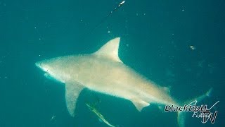 Ryan's Huge Florida Bull Shark