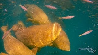 Awesome Goliath Grouper Fishing Video
