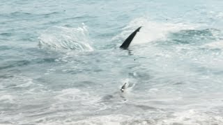 Giant Hammerhead Attacks Blacktip Shark