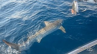 Huge Tiger Shark Caught while Drift Fishing