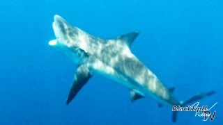 Big Bull Shark Caught Offshore