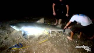 Monster Lemon Shark caught from Florida Beach