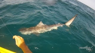 Tiger Shark Caught while Kayak Fishing